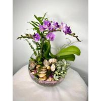 Корзина с горшечными растениями орхидеей купить в москве в интернет-магазине на павелецкой